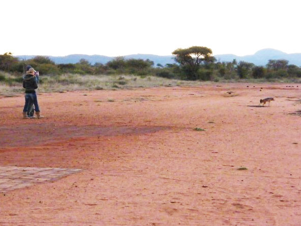 Christine Mischker - spotting a jackal on safari